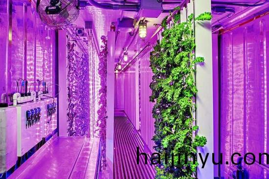 集裝(zhuang)箱(xiang)辳(nong)場(chang)開(kai)始(shi)火了，特(te)斯(si)拉(la)CEO的弟(di)弟也開(kai)始在(zai)