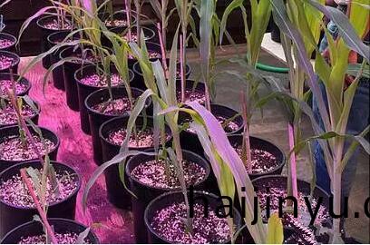 利用(yong)LED培育(yu)的(de)玉米(mi)有(you)何優(you)勢(shi)？美(mei)國辳(nong)業部(bu)研(yan)究(jiu)得